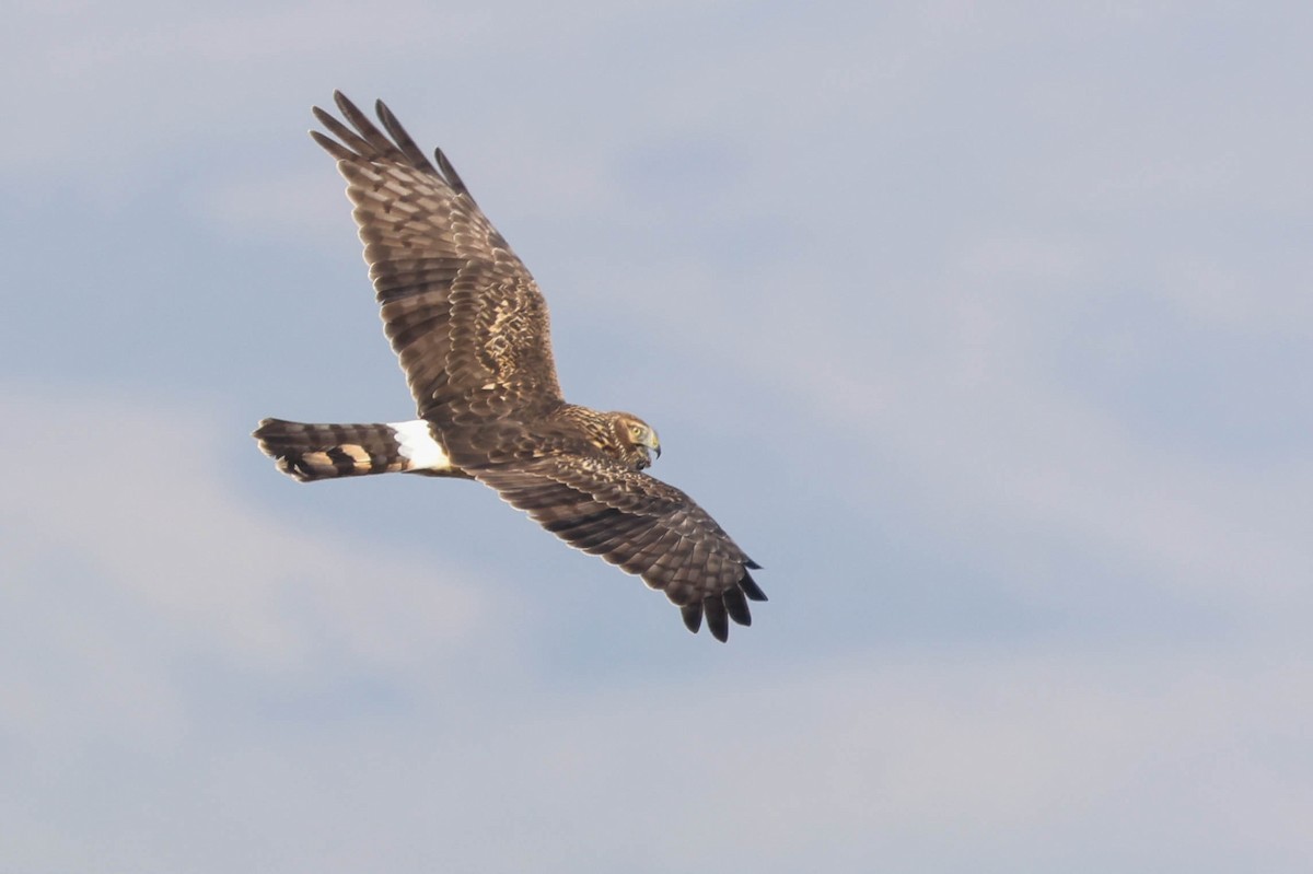 mørkmyrhauk - ML645975234