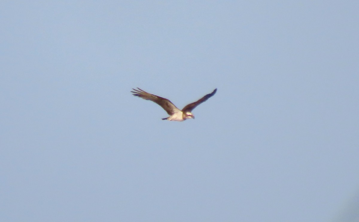 Osprey - ML645975244