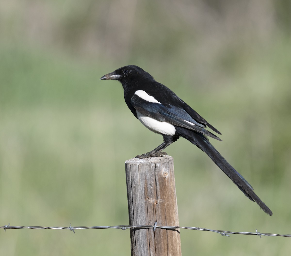 straka americká - ML645975248