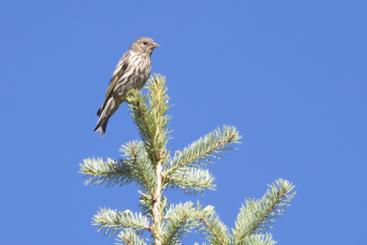 Pine Siskin - ML645975255