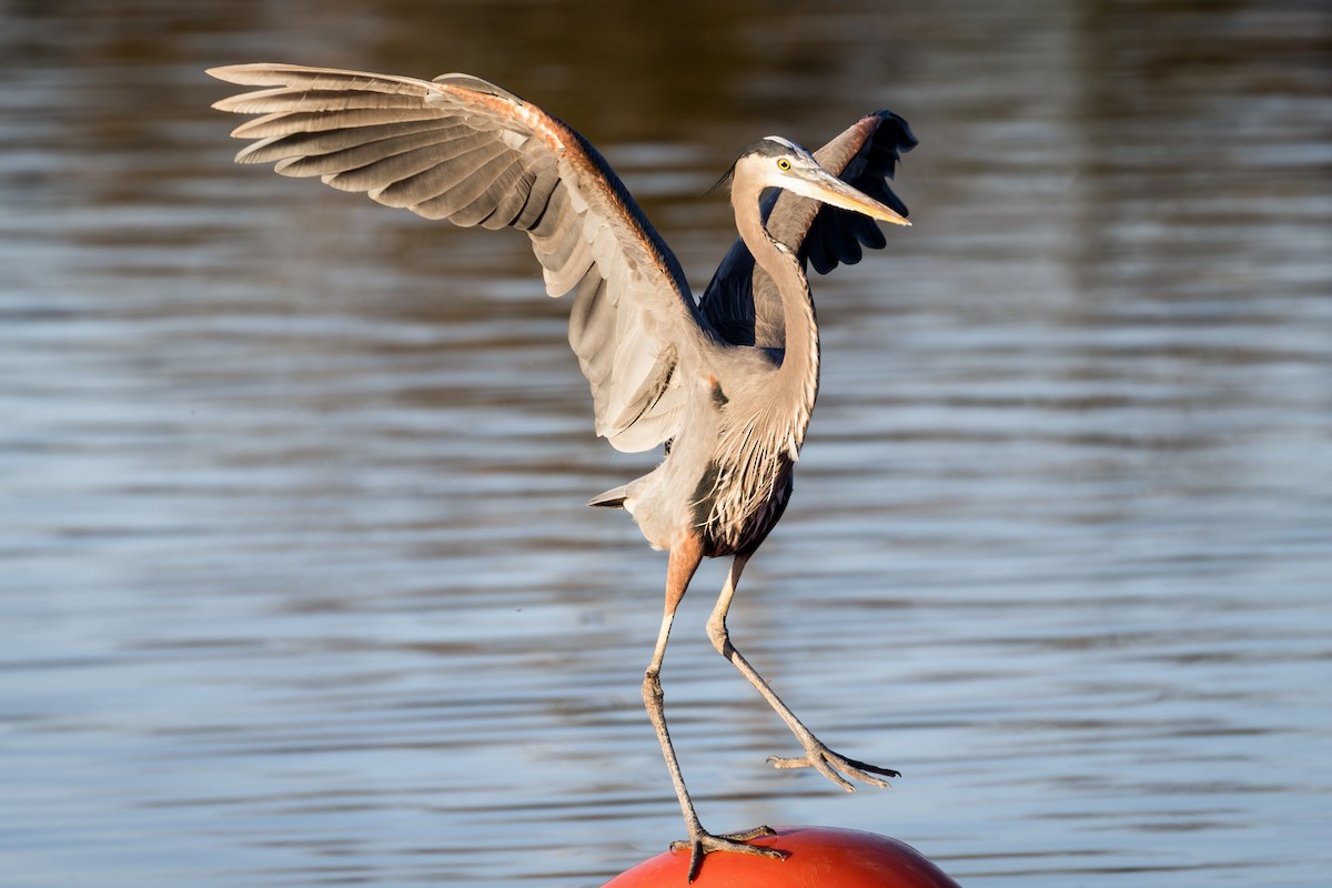 Great Blue Heron - ML645975266