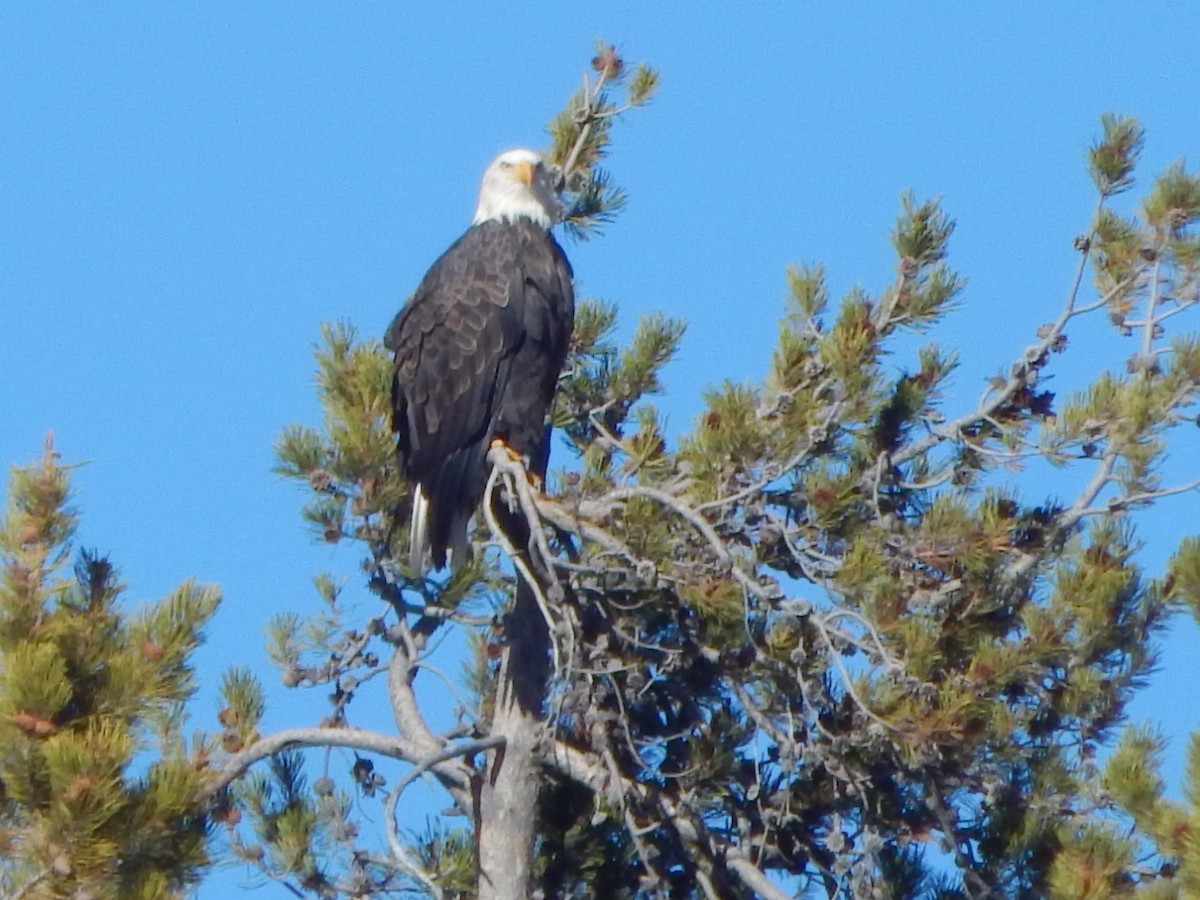 Pygargue à tête blanche - ML645975270