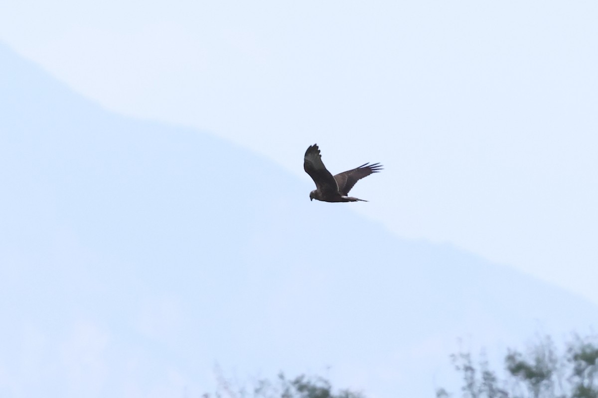 Eastern Marsh Harrier - ML645975290