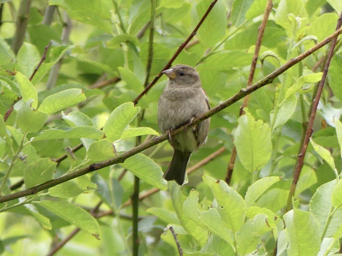 דרור הבית - ML645975310