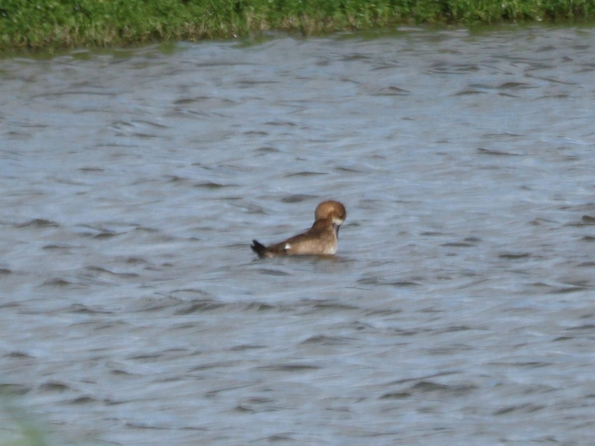 Lesser Scaup - ML645975312