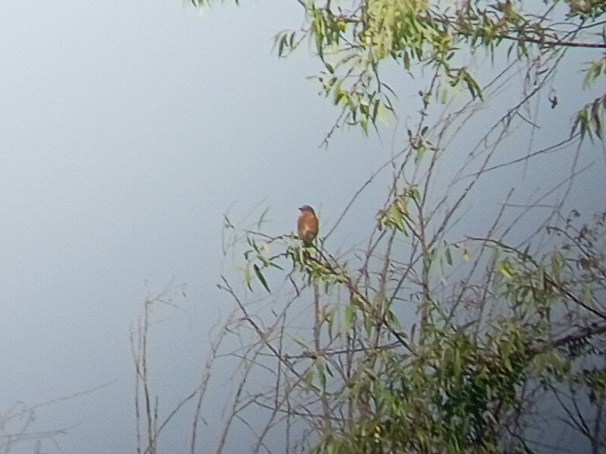 Eastern Bluebird - ML645975315
