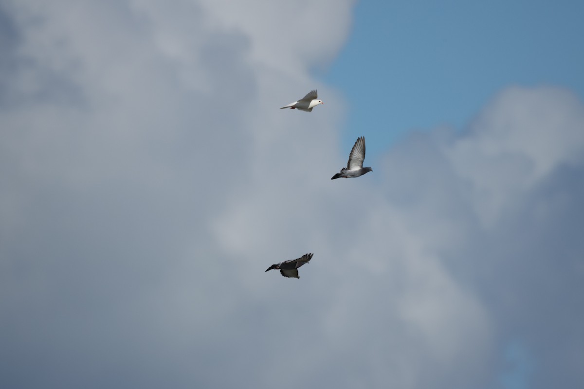 Haitz-usoa (etxekoa) - ML645975320