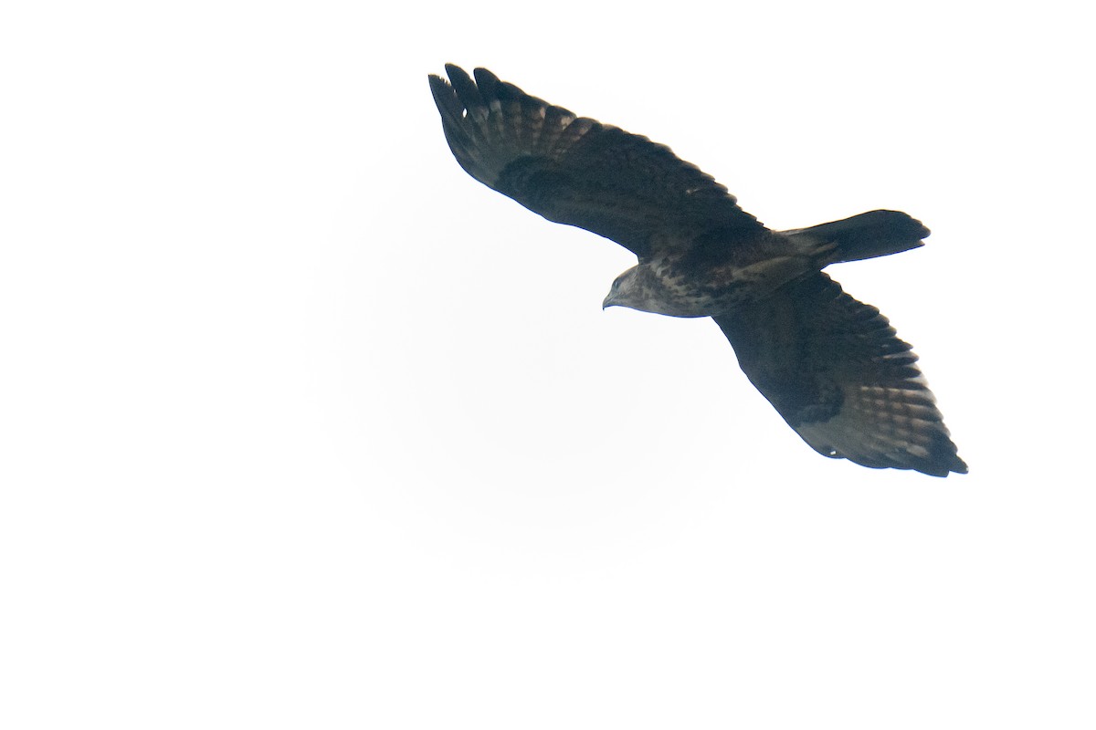 ヒマラヤノスリ - ML645975322