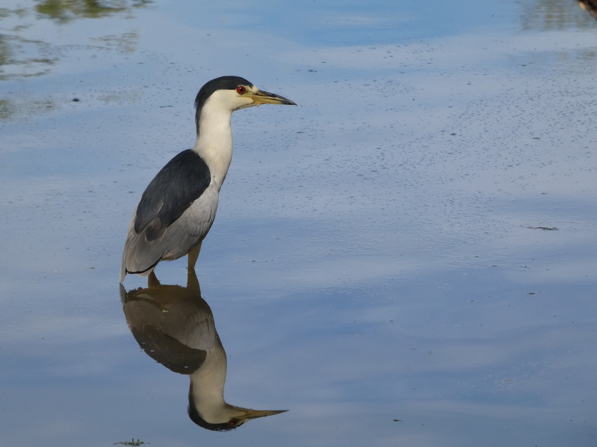 kvakoš noční - ML645975371