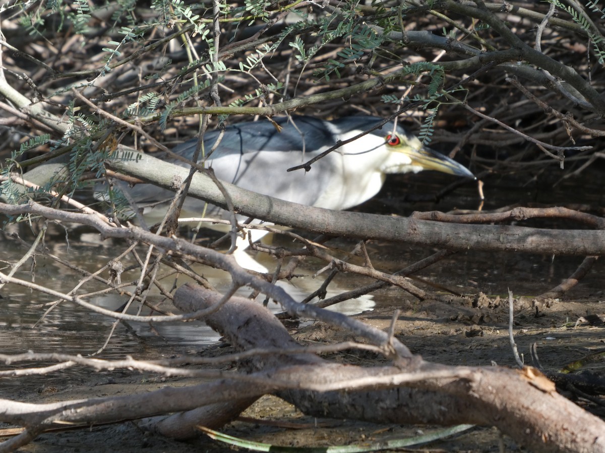 kvakoš noční - ML645975372