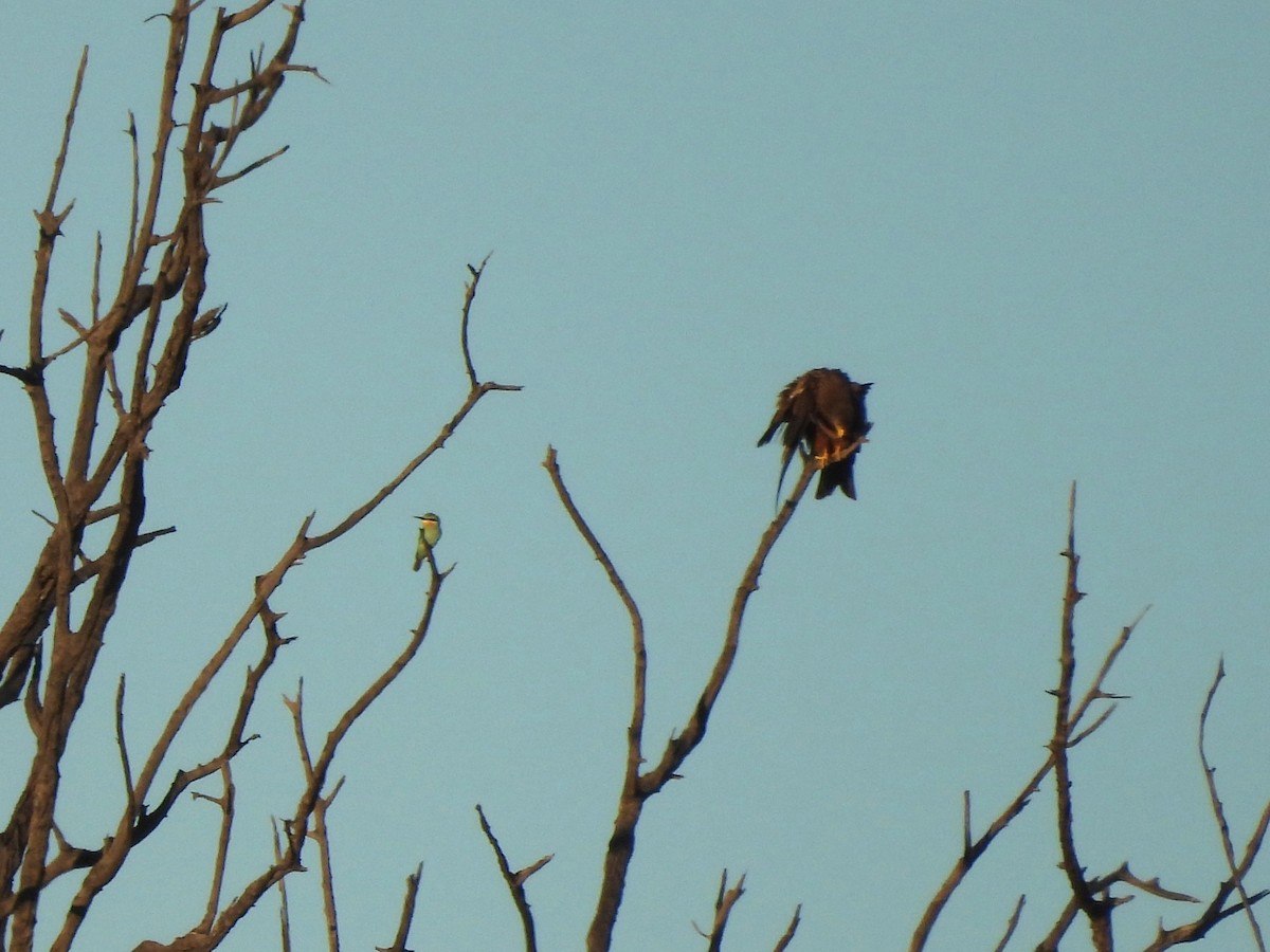 Blue-cheeked Bee-eater - ML645975391
