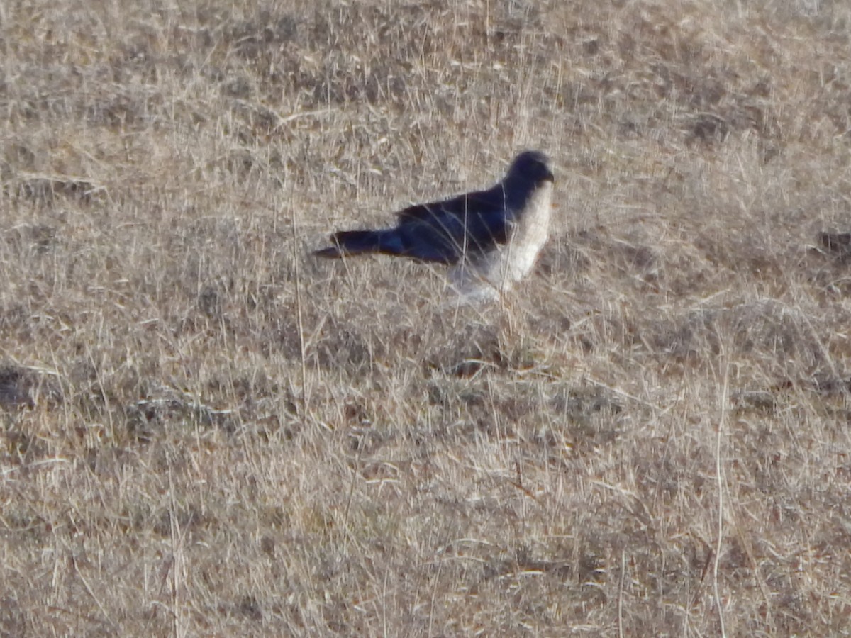 mørkmyrhauk - ML645975393