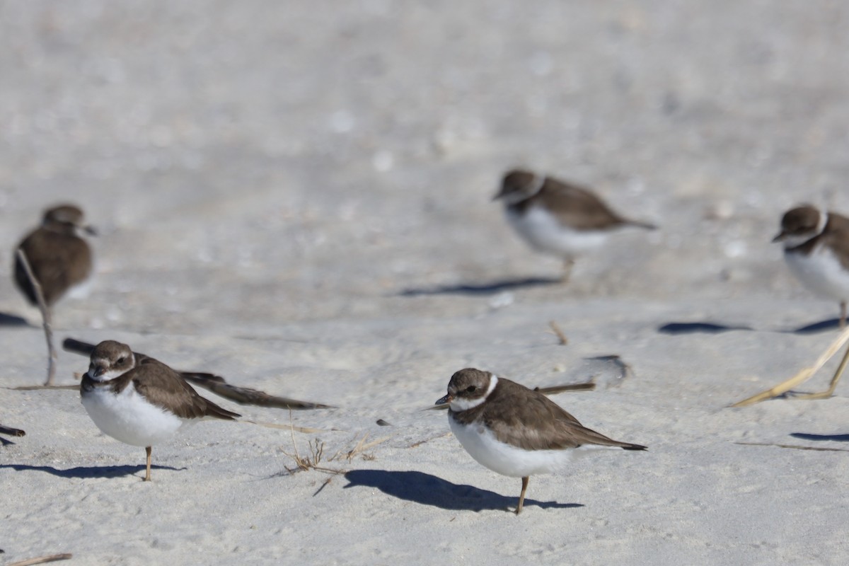 Semipalmated Plover - ML645975415