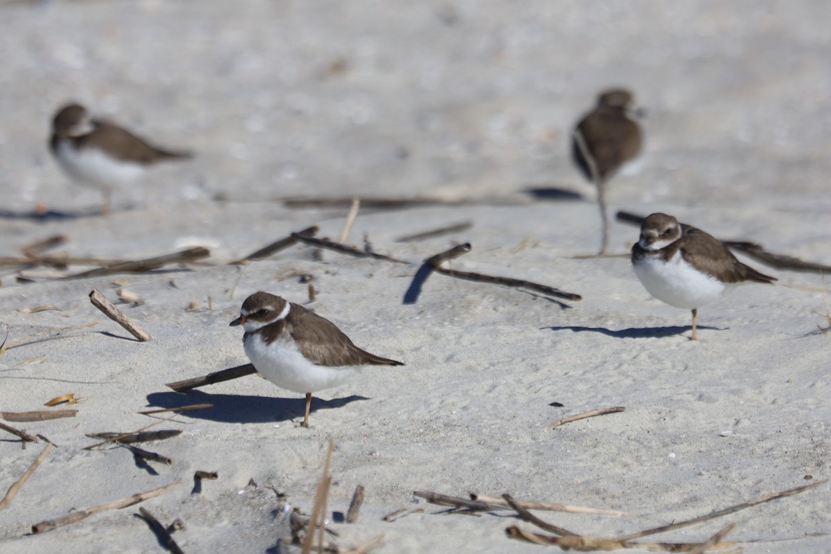 Semipalmated Plover - ML645975416