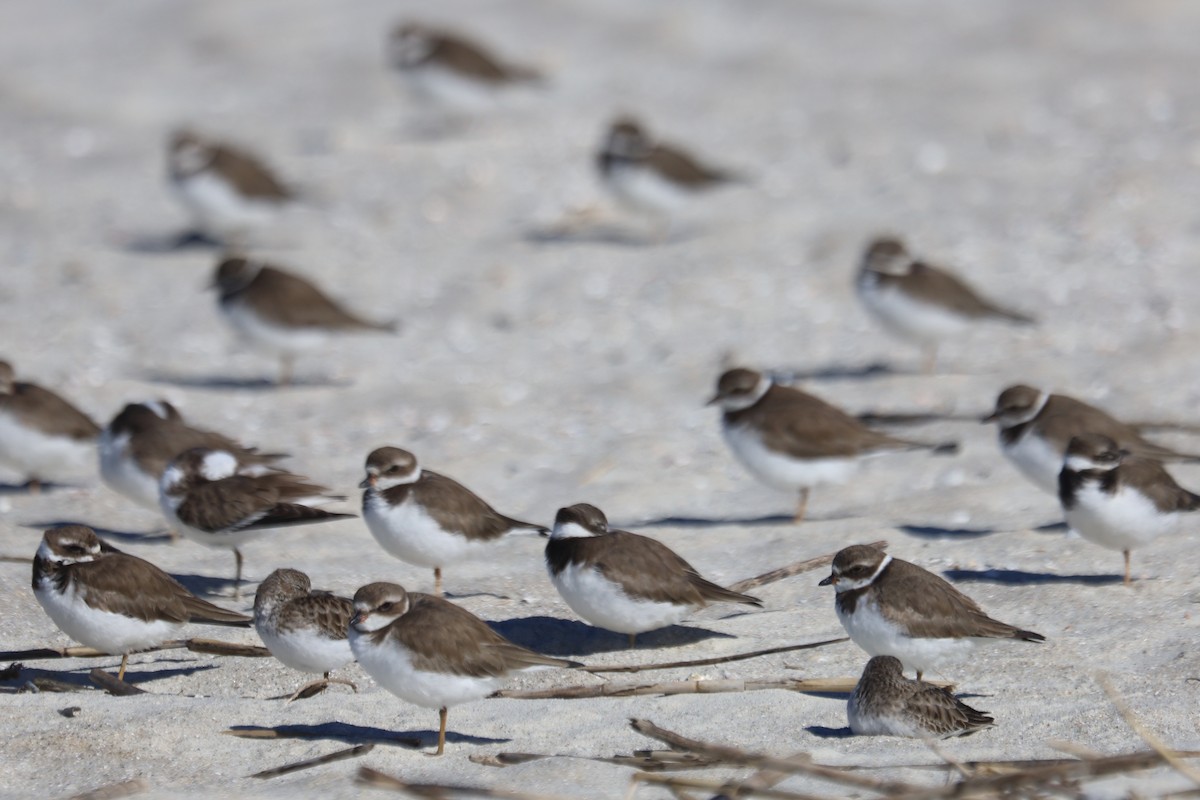 Semipalmated Plover - ML645975417