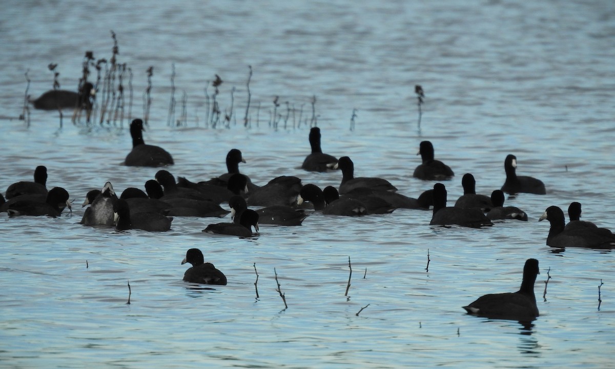 American Coot - ML645975427