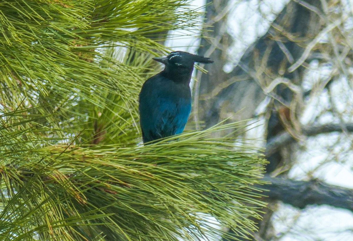Steller's Jay - ML645975431