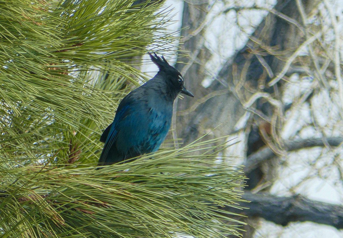 Steller's Jay - ML645975432
