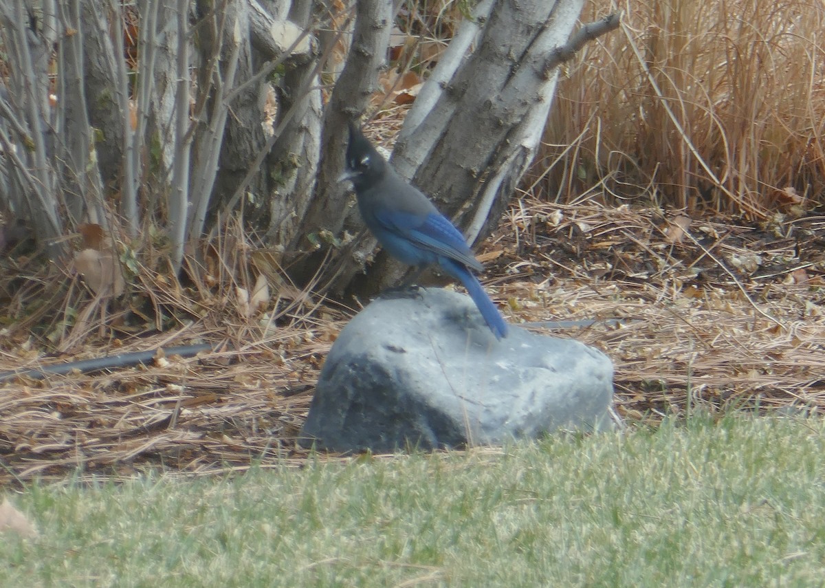 Steller's Jay - ML645975433