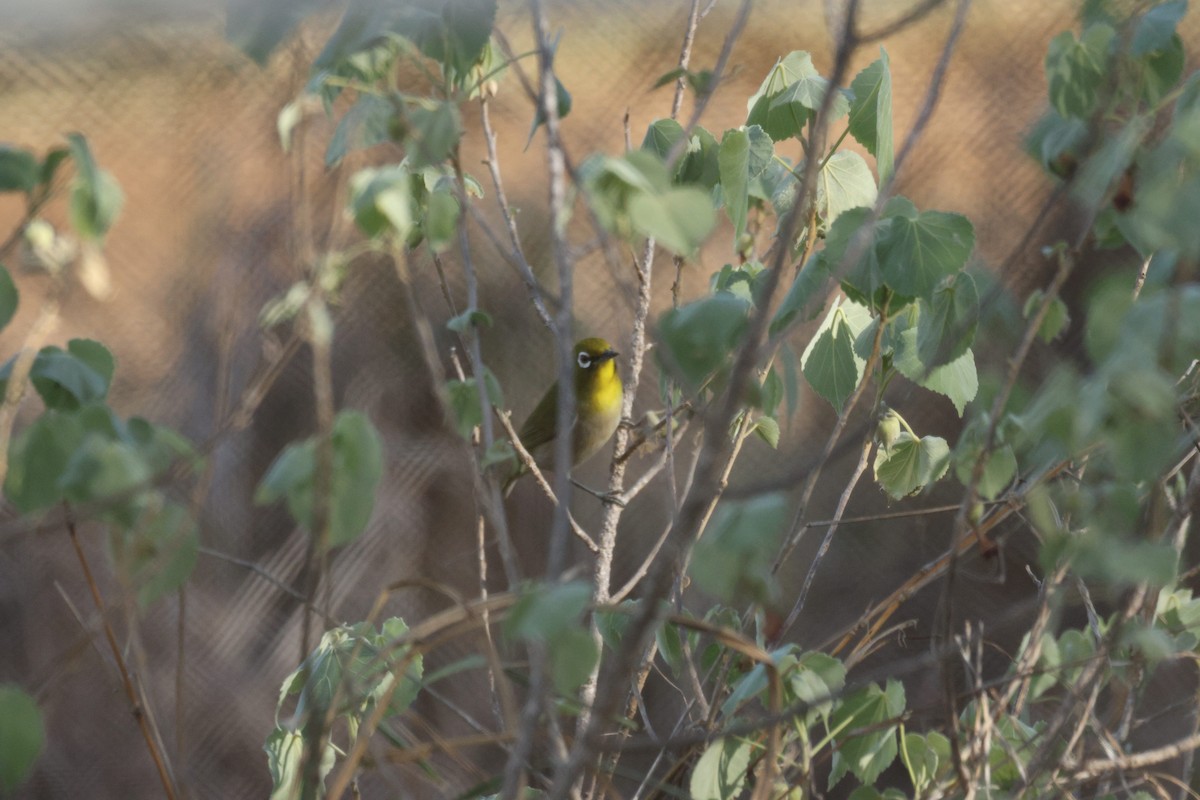 Warbling White-eye - ML645975435