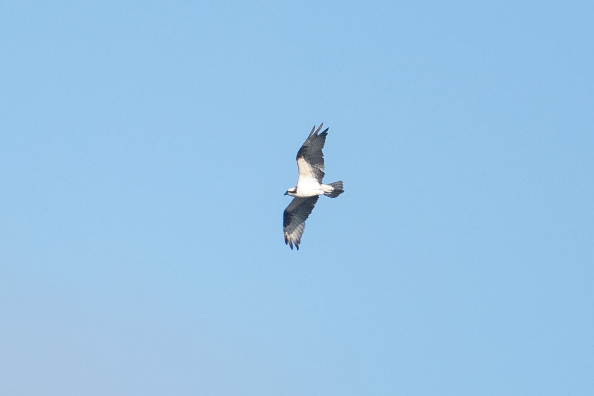 Osprey - ML645975443