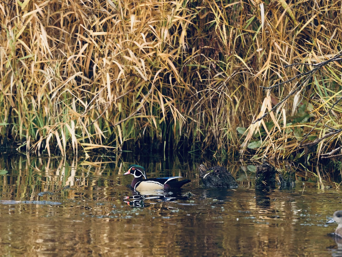 kachnička karolínská - ML645975447