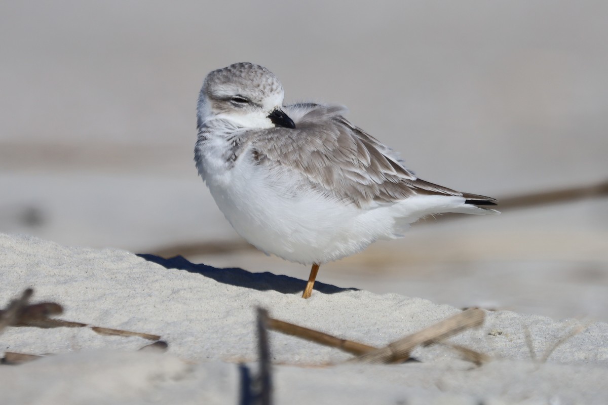 Piping Plover - ML645975449