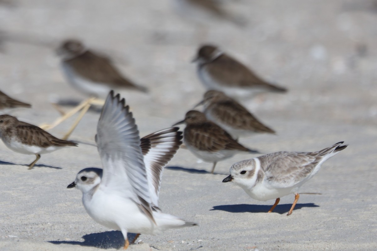 Piping Plover - ML645975452