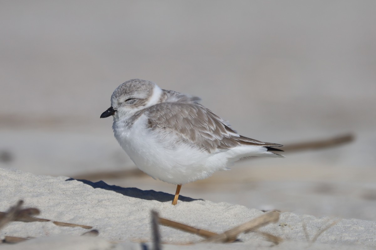 Piping Plover - ML645975453
