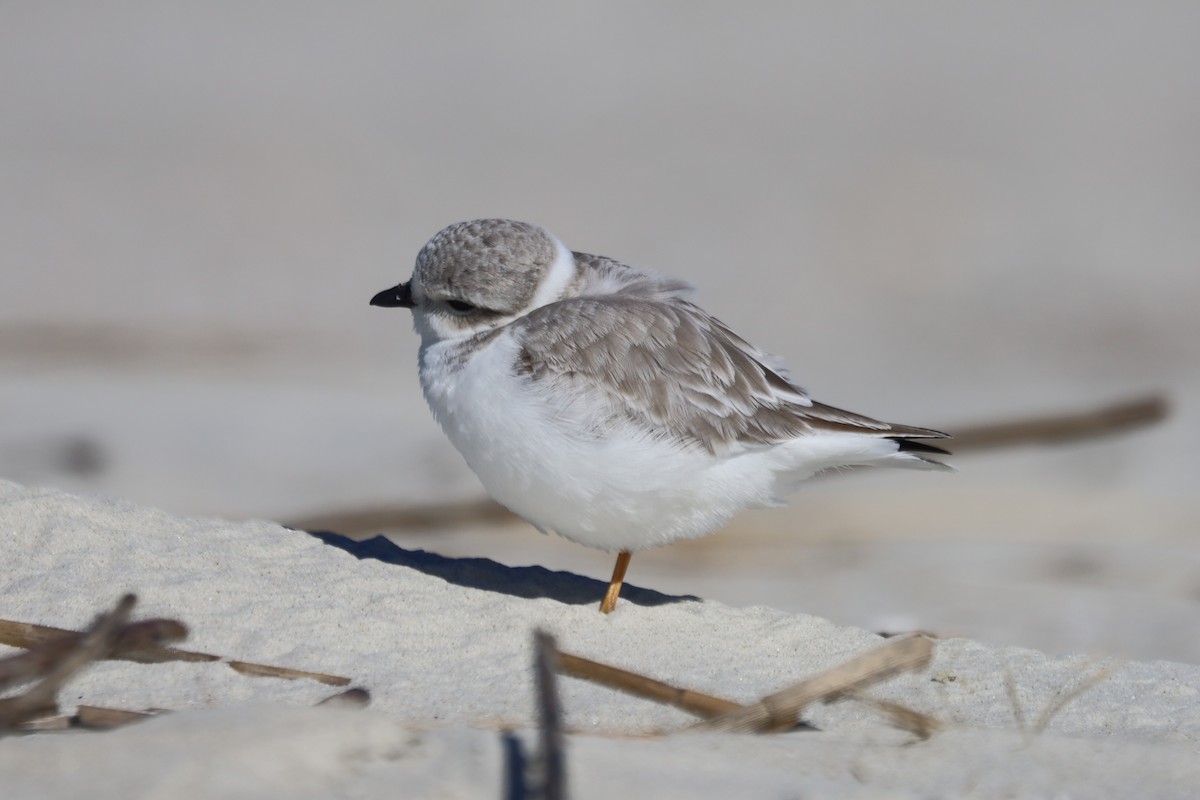 Piping Plover - ML645975454