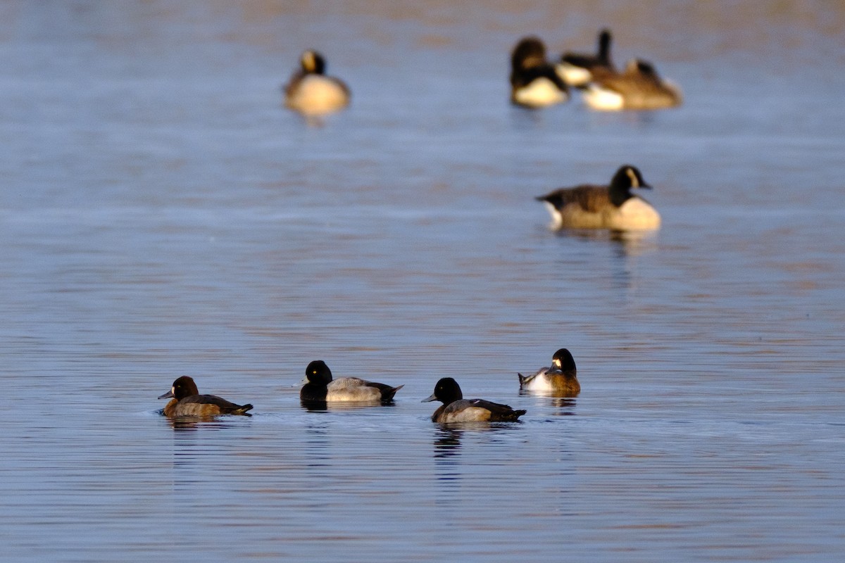Lesser Scaup - ML645975457