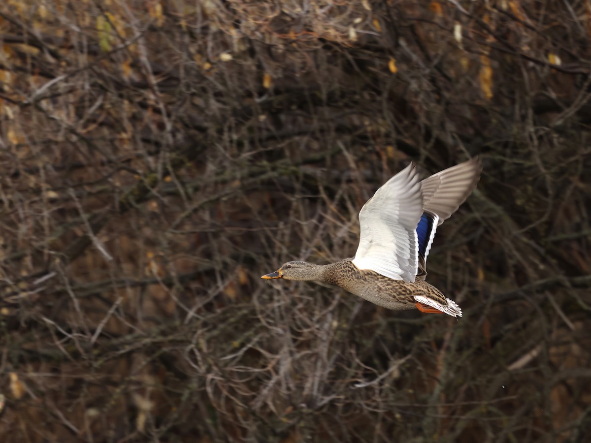 Mallard - ML645975460