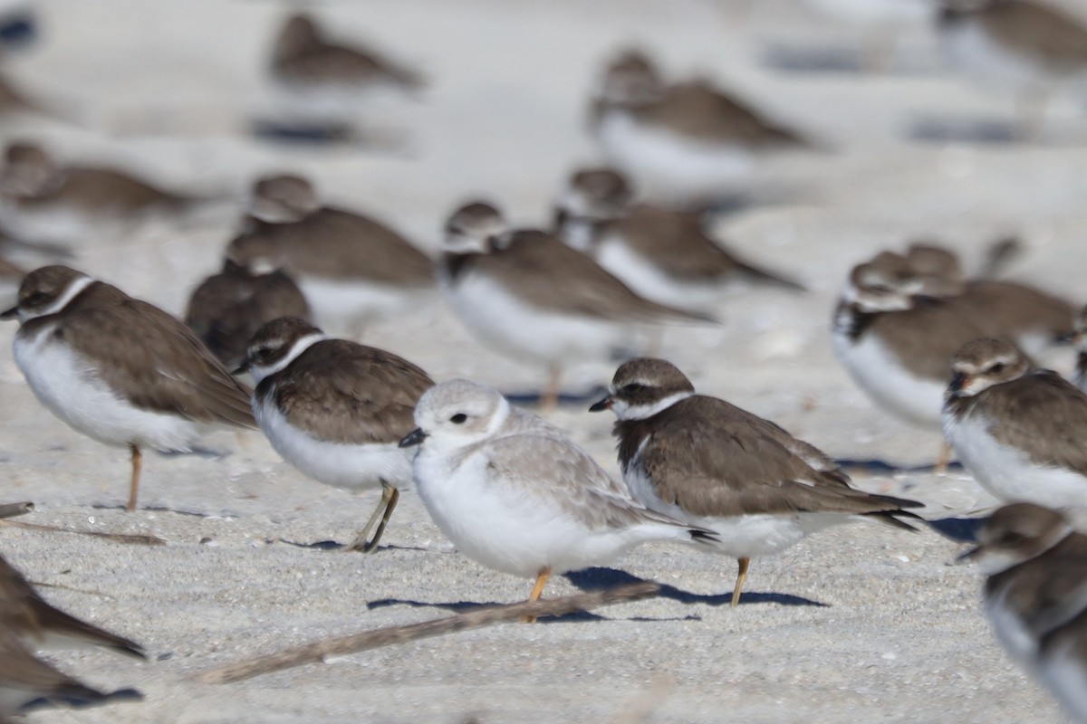 Piping Plover - ML645975462