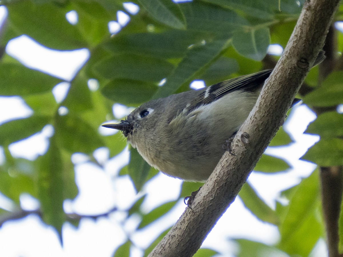 Ruby-crowned Kinglet - ML645975470