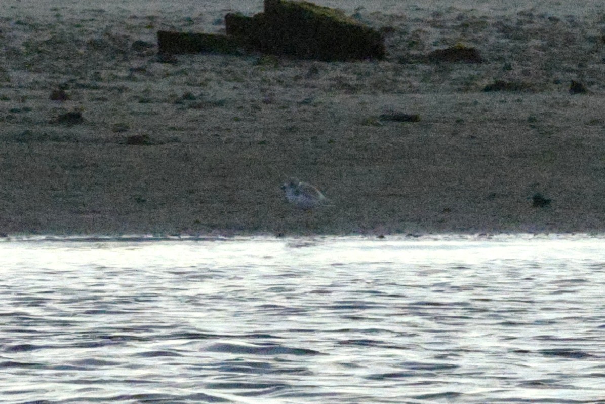 Piping Plover - ML645975500