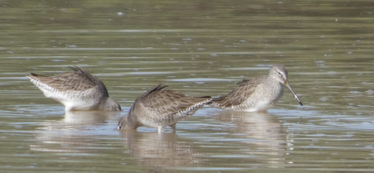 slukovec dlouhozobý - ML645975511