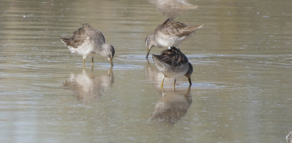 slukovec dlouhozobý - ML645975512