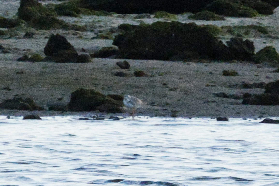 Piping Plover - ML645975520