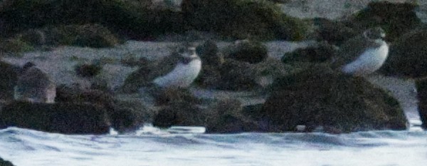 Semipalmated Plover - ML645975524