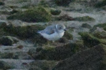 Piping Plover - ML645975528