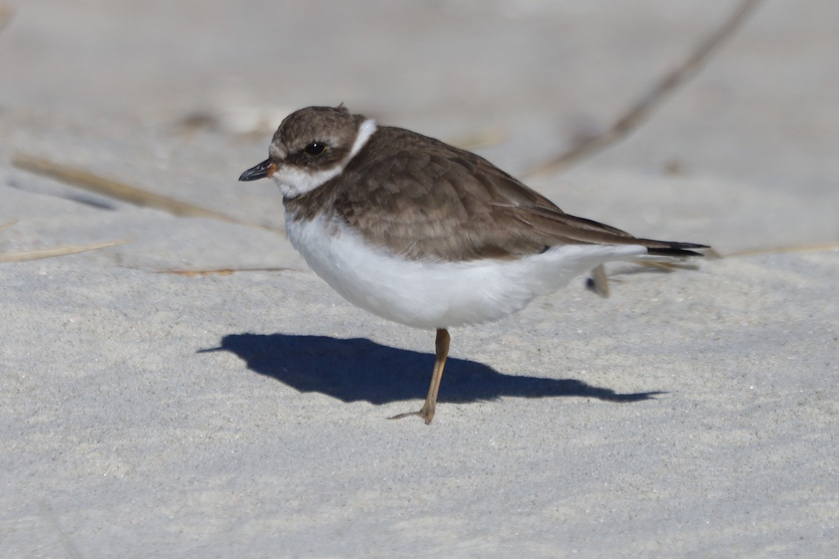 Semipalmated Plover - ML645975529