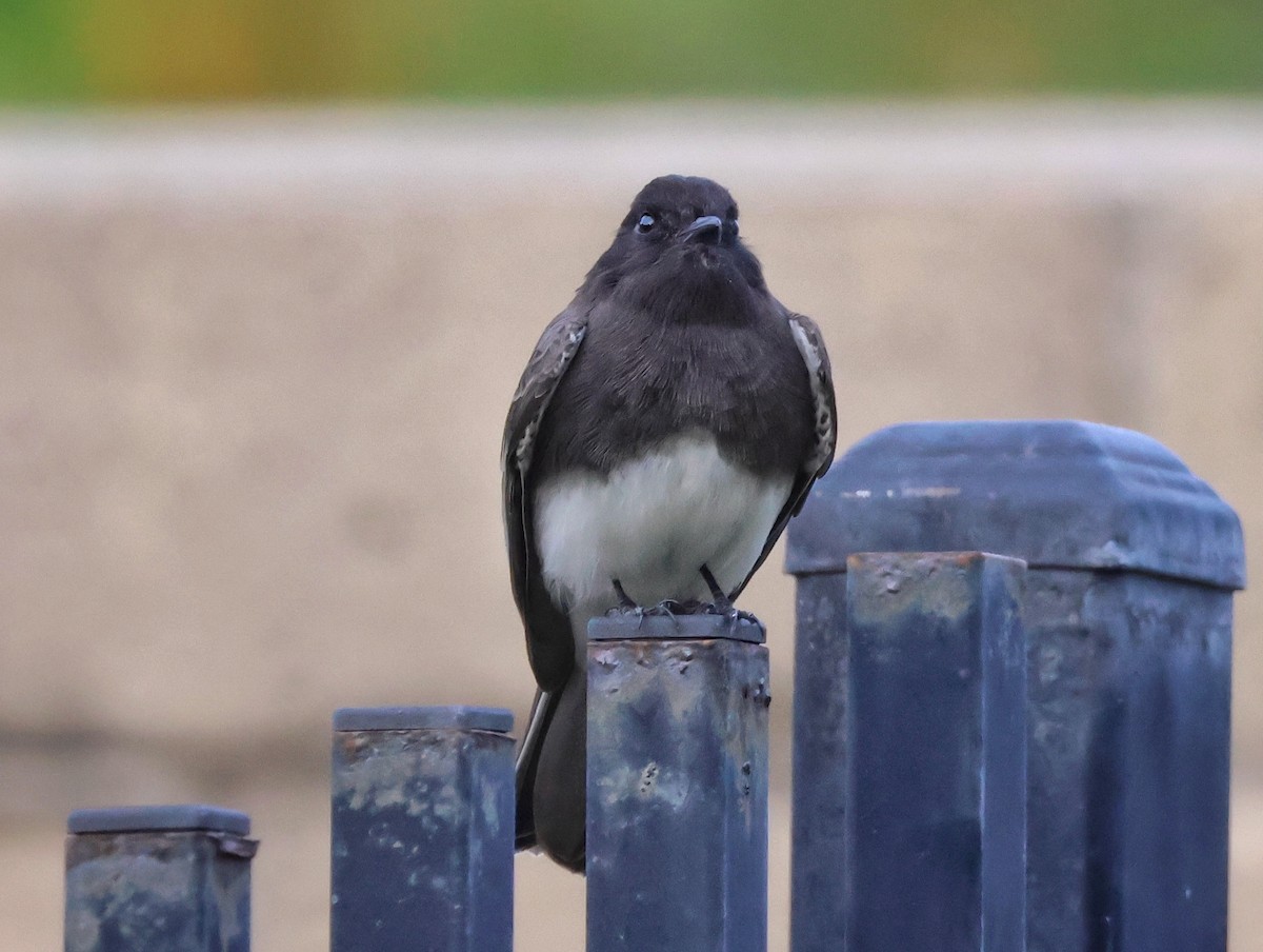 Black Phoebe - ML645975532