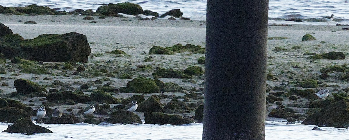 Semipalmated Plover - ML645975535