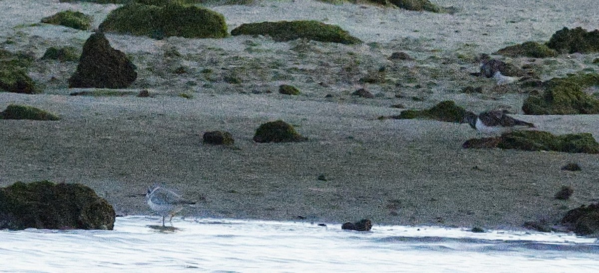 Piping Plover - ML645975571