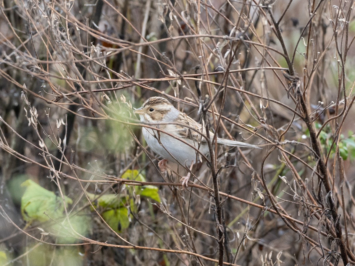 Clay-colored Sparrow - ML645975581