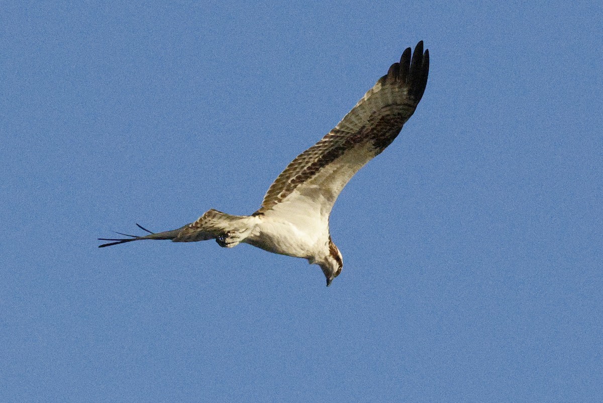 Osprey (American) - ML645975582