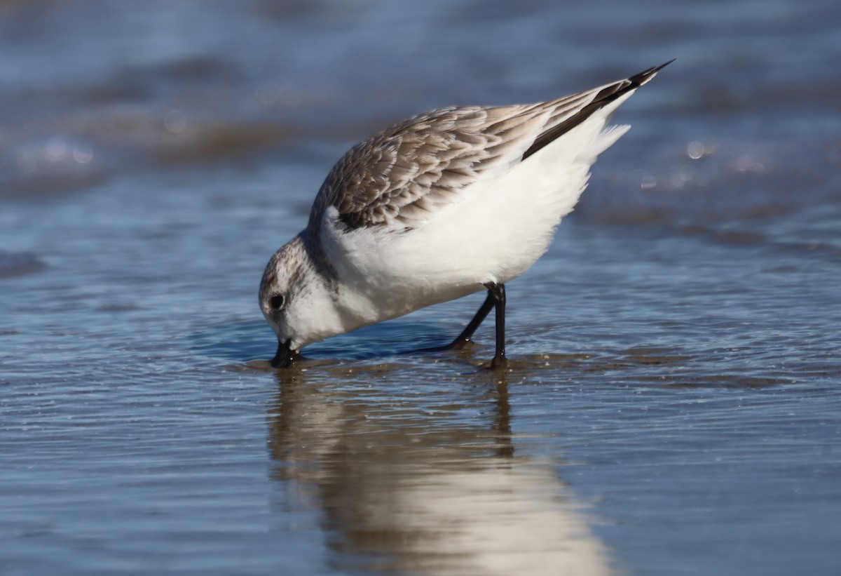 Txirri zuria - ML645975583