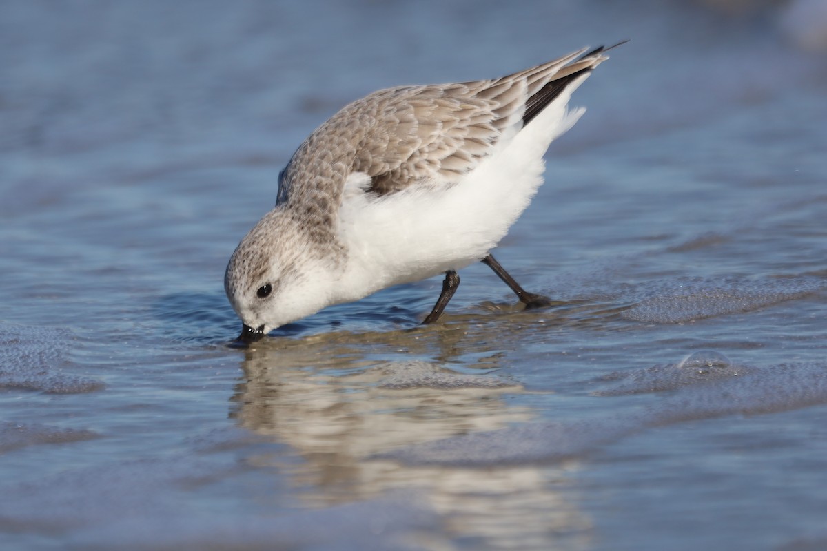 Txirri zuria - ML645975584