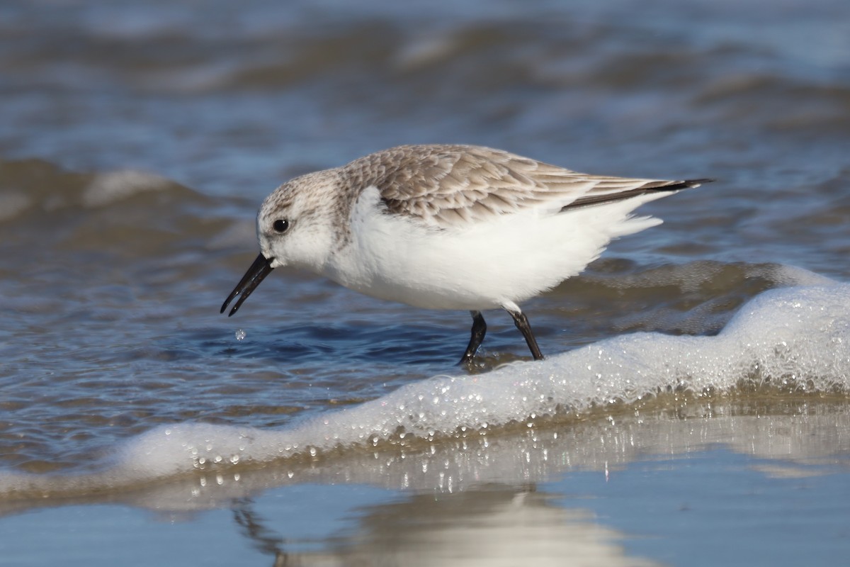 Txirri zuria - ML645975585