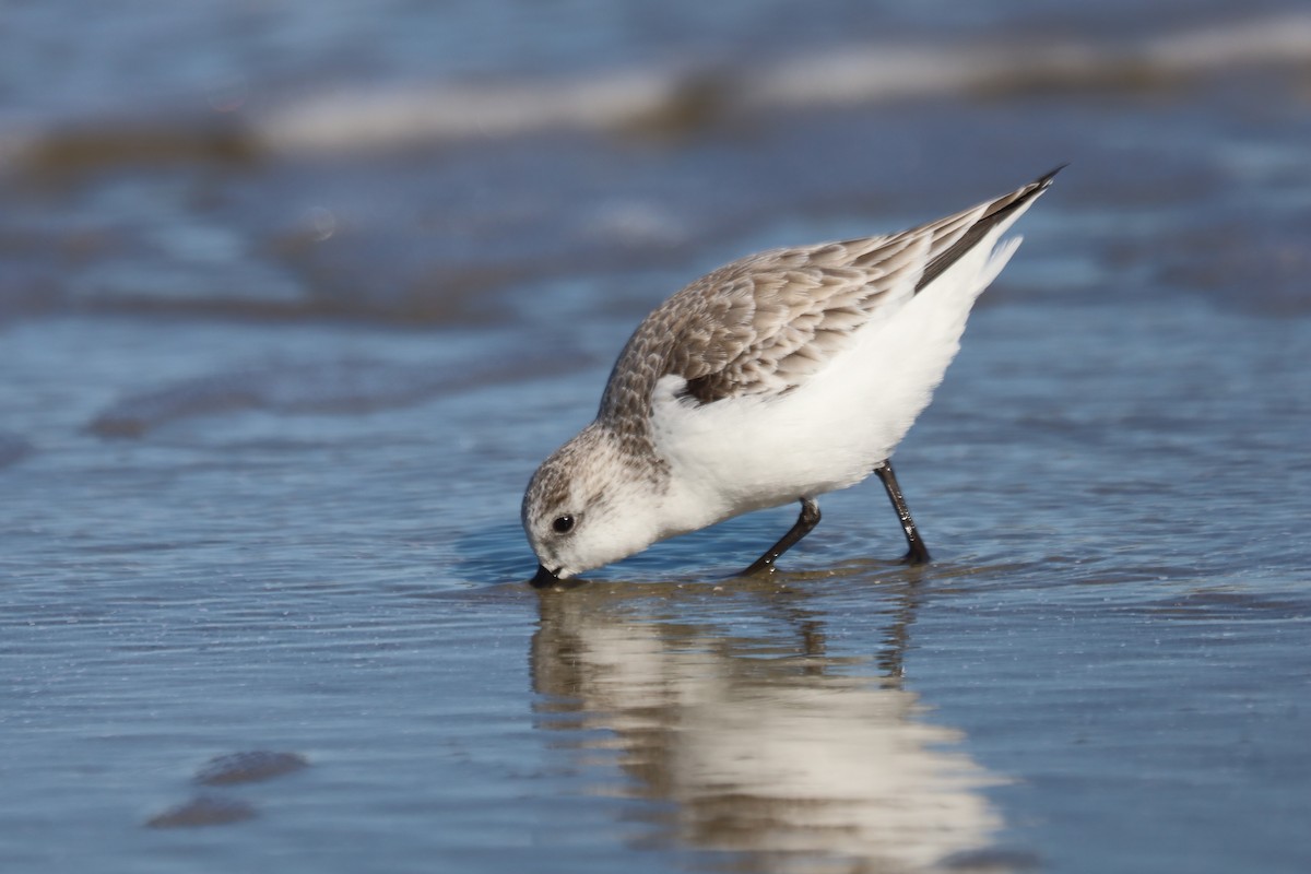 Txirri zuria - ML645975586